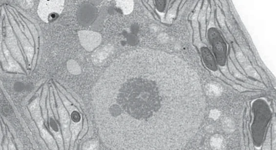 Ultrastructure of Arabidopsis thaliana
