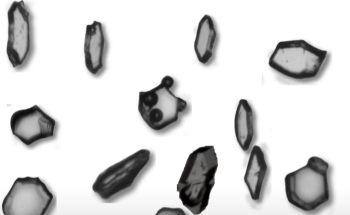 Quantitative Crystallization Analysis with Dynamic Image Analysis