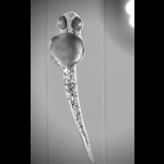 Lightsheet Z.1 Fluorescence Microscope Images Zebrafish Embryo from any Angle